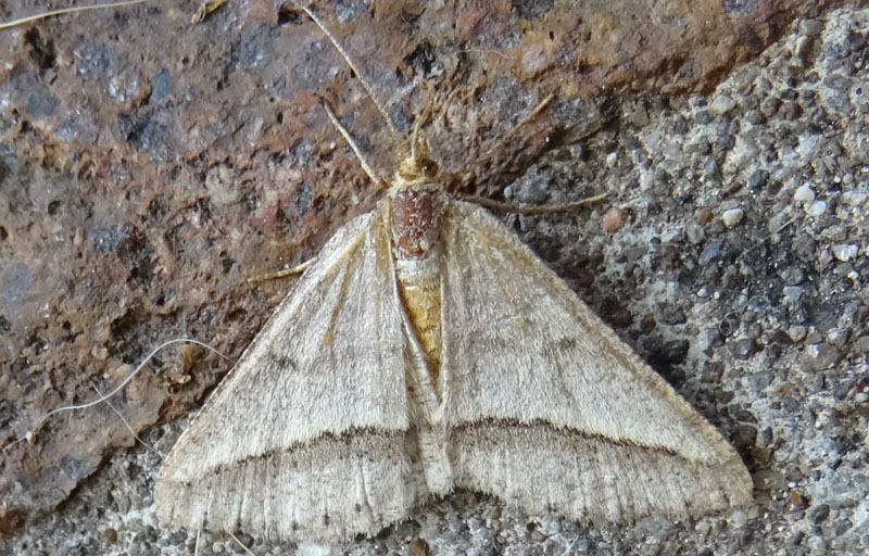 Isturgia arenacearia - Geometridae